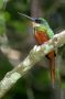 Trinidad2005 - 150 * Rufous-tailed Jacamar.